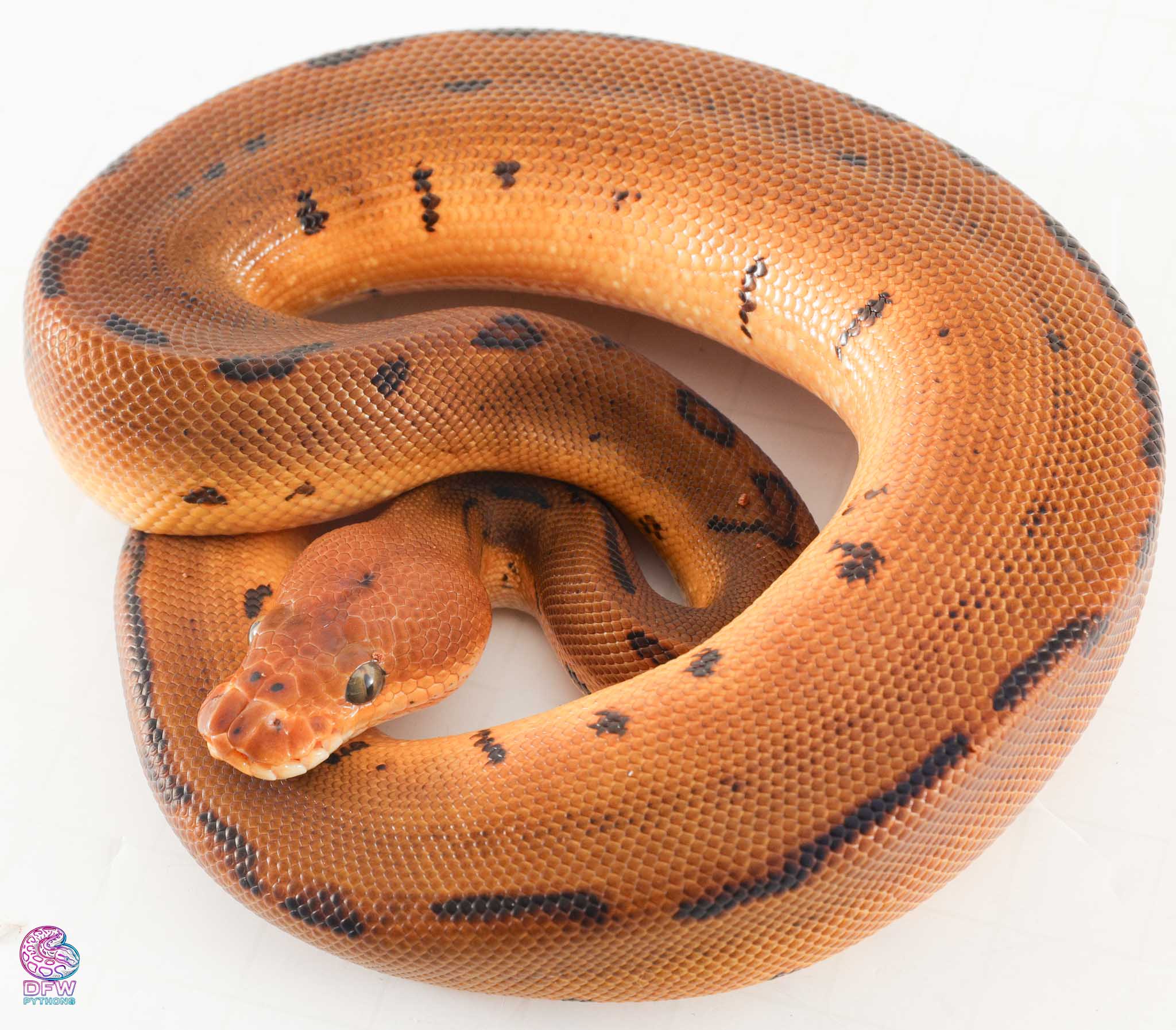 Ball Python 3