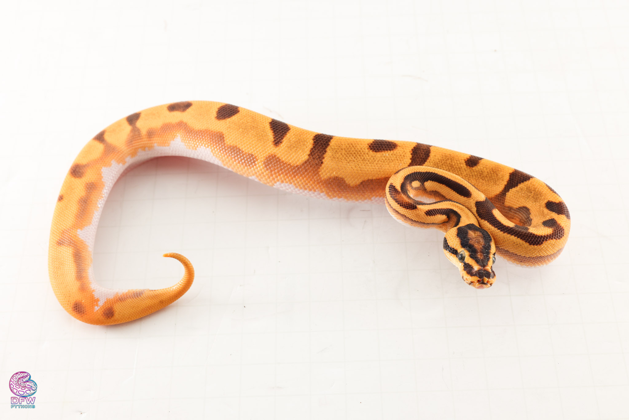 DFW Pythons Legacy Collection Offspring Greenville
